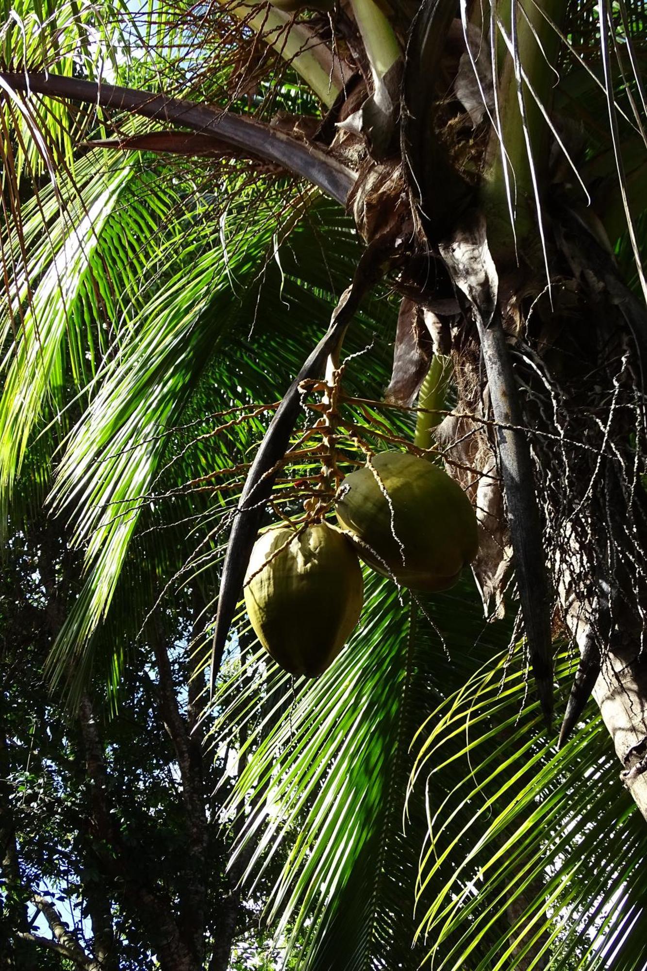 Cozy T2 Calme Au Coeur De La Nature ลา ทรินิเต ภายนอก รูปภาพ